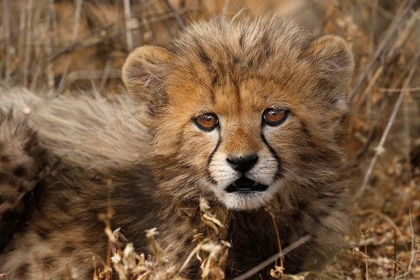 Kenya-Masai Mara National Reserve Cheetah cub close-up